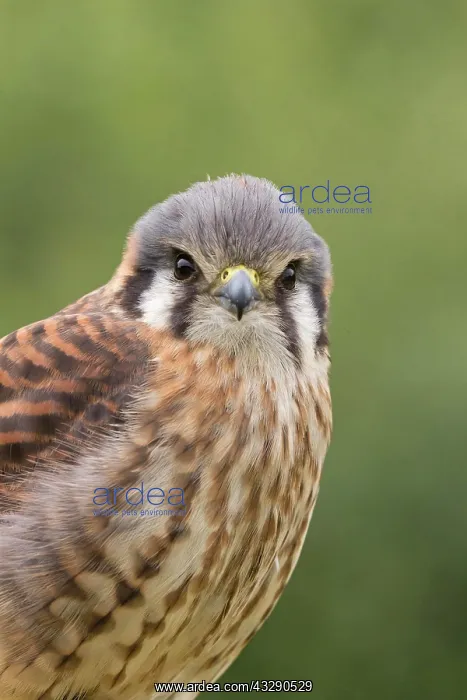 : American Kestrel (Falco sparverius) adult female : American Kestrel (Falco sparverius) adult female