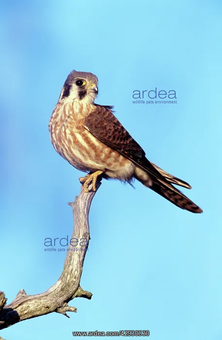 : American Kestrel- female : American Kestrel- female