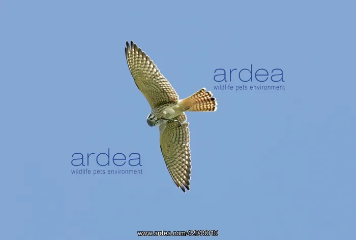  : American Kestrel female - in flight eating dragonfly