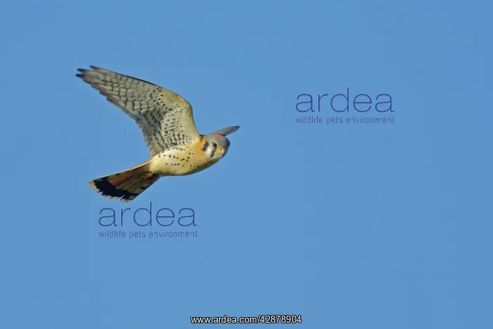 : American Kestrel - hovering while hunting : American Kestrel - hovering while hunting