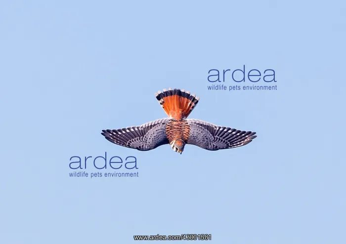 : American Kestrel - immature male in flight : American Kestrel - immature male in flight