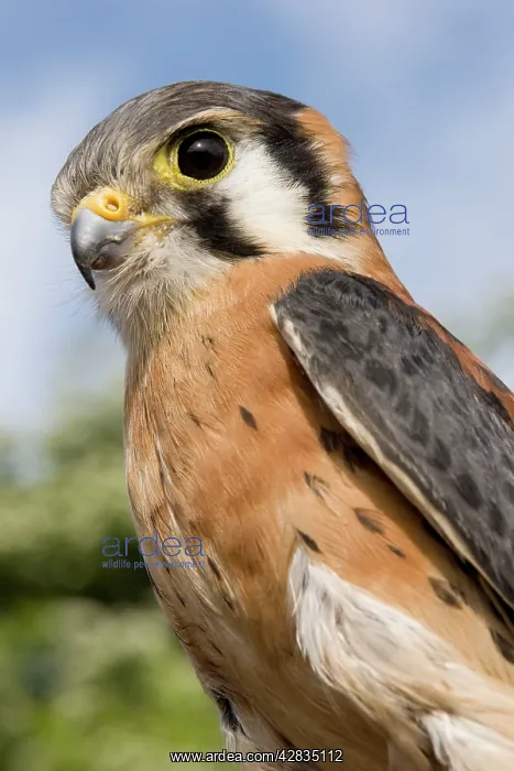 : American Kestrel - male : American Kestrel - male