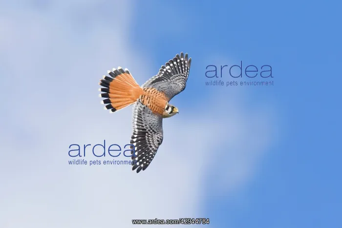 : American Kestrel male : American Kestrel male