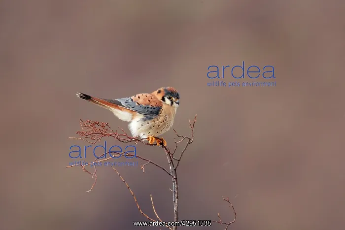 : American Kestrel - male : American Kestrel - male