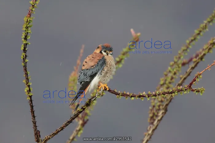 : American Kestrel - male : American Kestrel - male
