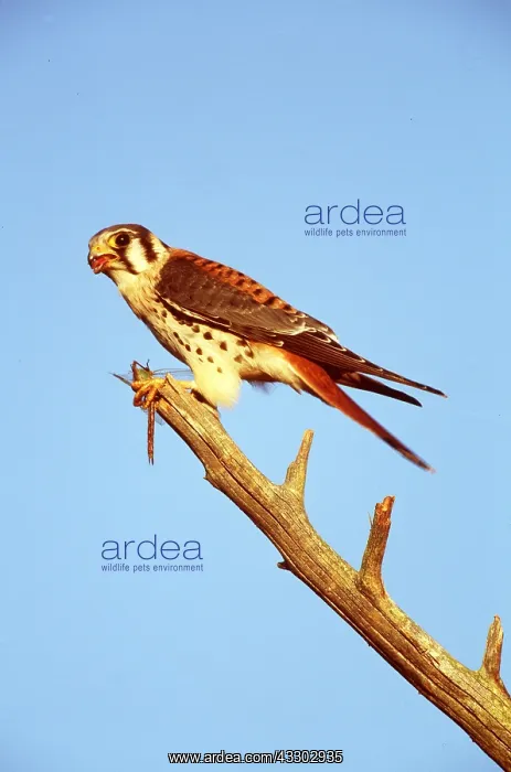 : AMERICAN KESTREL - Male with dragonfly in claw : AMERICAN KESTREL - Male with dragonfly in claw