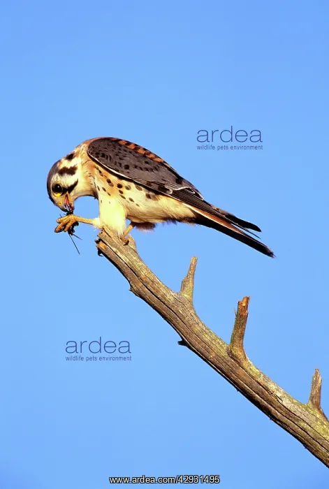 : American Kestrel - male feeding : American Kestrel - male feeding