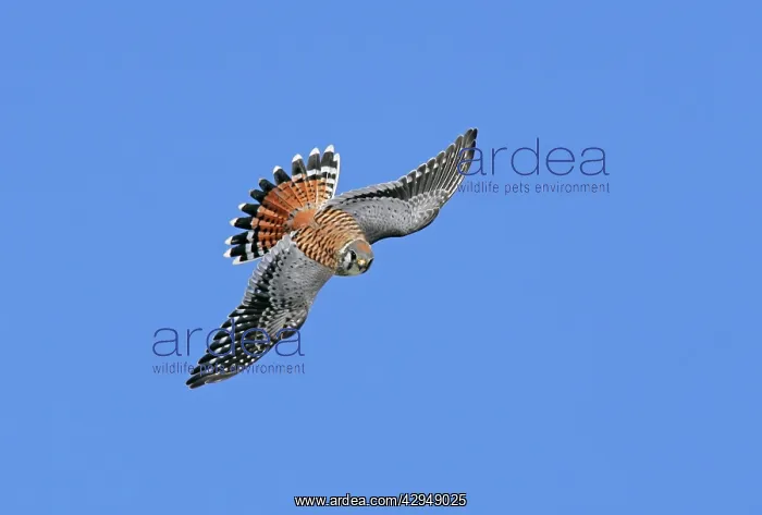: American Kestrel - male in flight : American Kestrel - male in flight