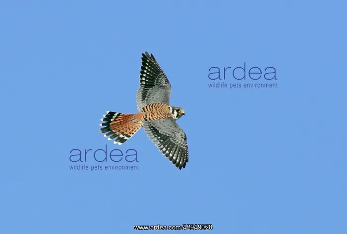  : American Kestrel - male in flight