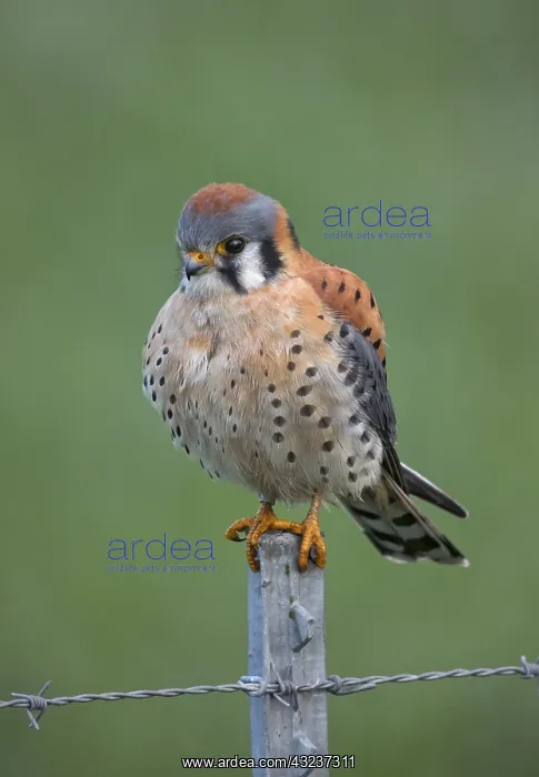  : American Kestrel male hunting from fence post