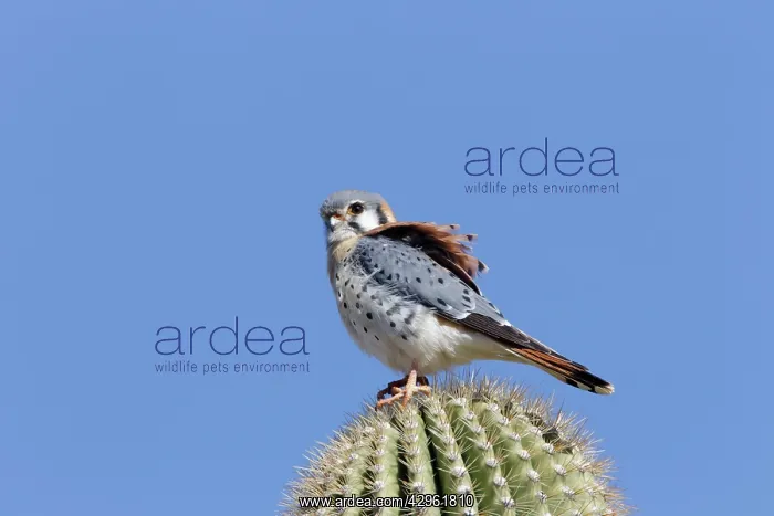: American Kestrel - male - January : American Kestrel - male - January