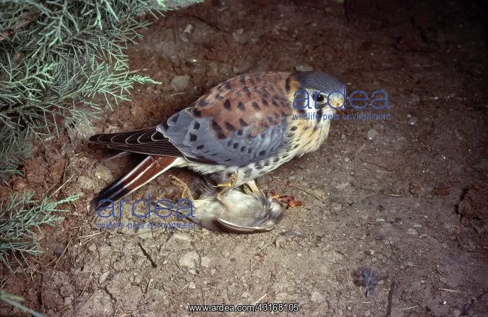 : American Kestrel with Prey : American Kestrel with Prey