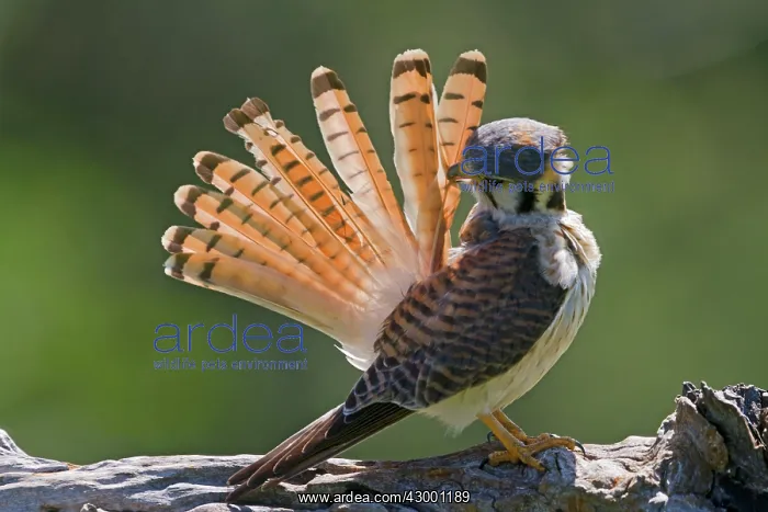 : American Kestrel / Sparrow Hawk : American Kestrel / Sparrow Hawk
