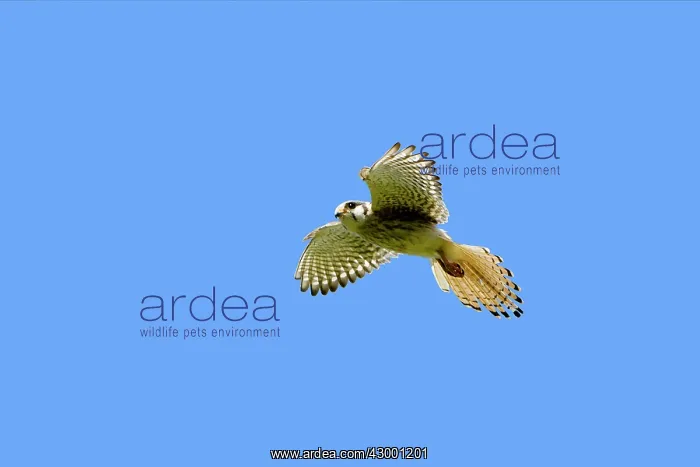 : American Kestrel / Sparrow Hawk : American Kestrel / Sparrow Hawk