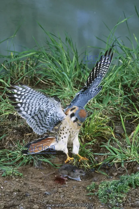 : American Kestrel swoops at prey : American Kestrel swoops at prey