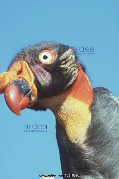 : AMERICAN KING VULTURE - close-up : AMERICAN KING VULTURE - close-up