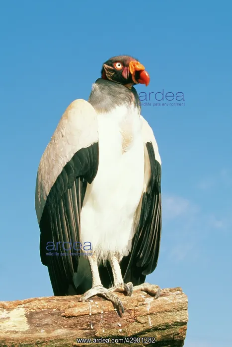 : American King VULTURE - perched : American King VULTURE - perched
