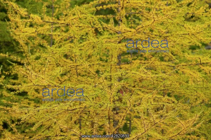 : American Larch Tree - Autumn : American Larch Tree - Autumn