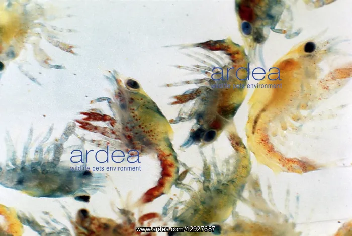 : AMERICAN LOBSTER : AMERICAN LOBSTER