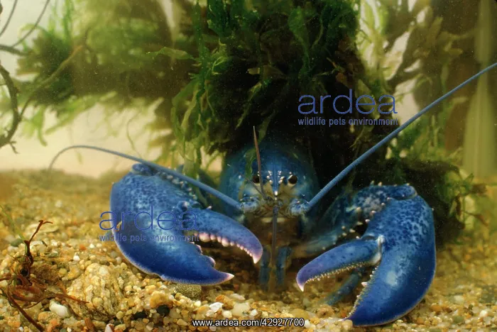  : AMERICAN LOBSTER
