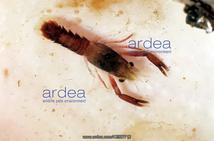 : AMERICAN LOBSTER : AMERICAN LOBSTER