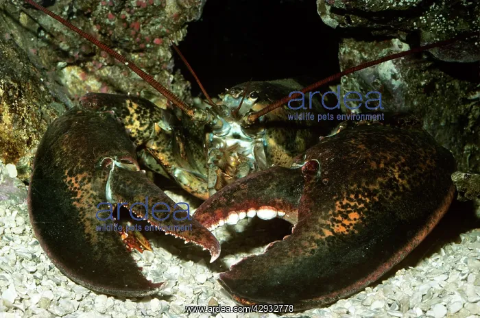 : American Lobster : American Lobster