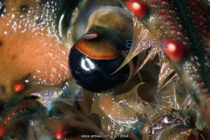  : American Lobster