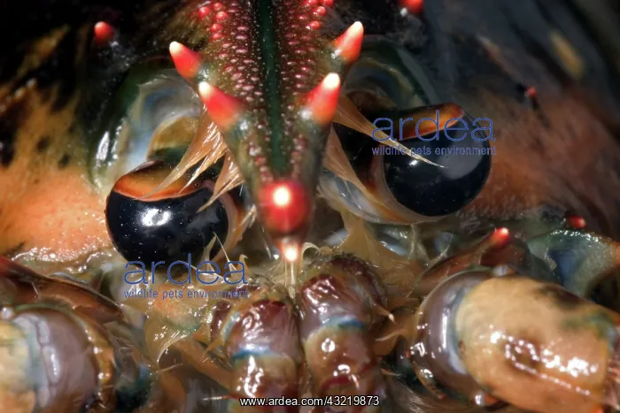: American Lobster : American Lobster