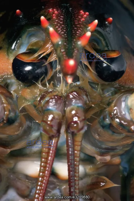  : American Lobster