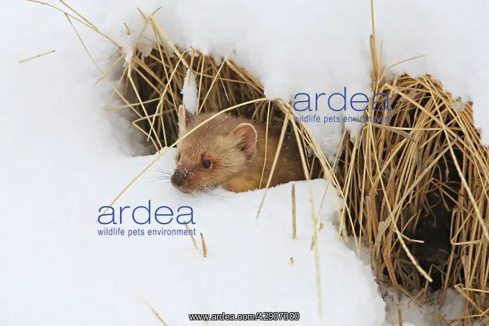 : American Marten - in snow : American Marten - in snow