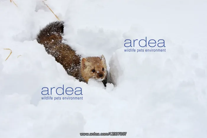 : American Marten - in snow : American Marten - in snow