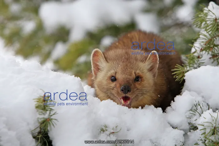 : American Marten - in snow : American Marten - in snow
