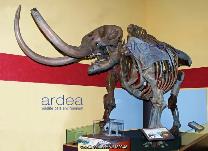 : American Mastodon Skeleton : American Mastodon Skeleton