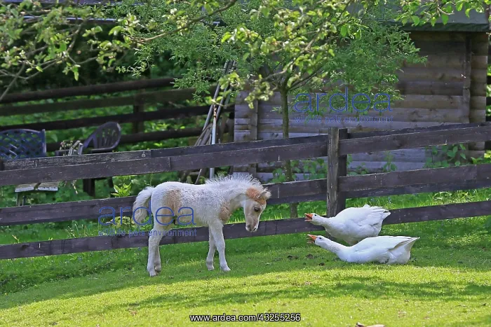  : American Miniature Horse Foal at odds with geese