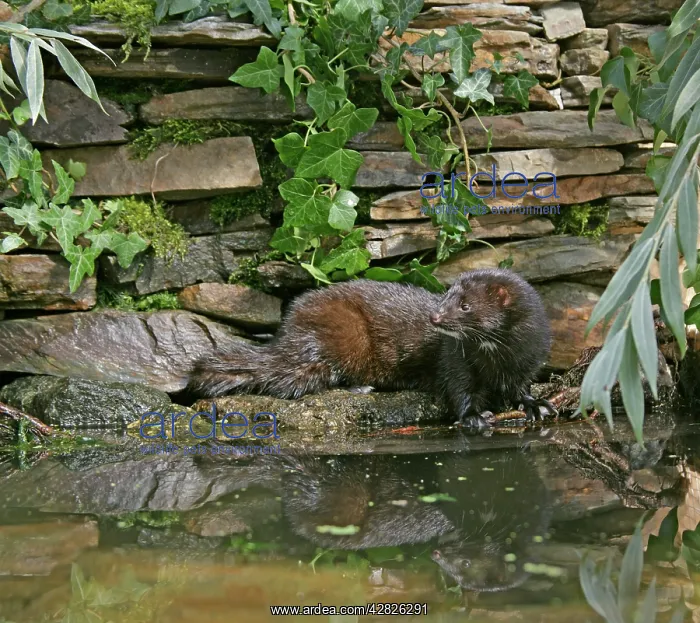 : American Mink : American Mink