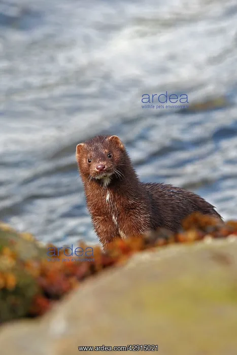 : American Mink : American Mink