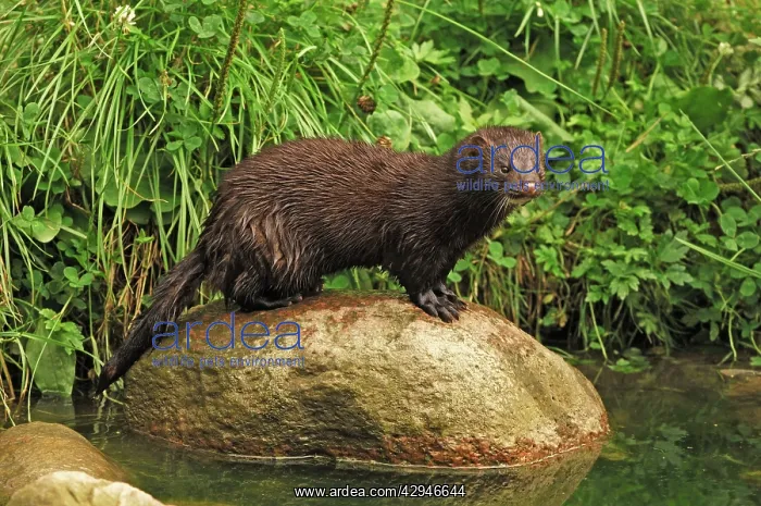 : American Mink : American Mink