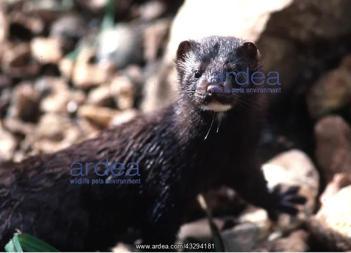: AMERICAN MINK : AMERICAN MINK