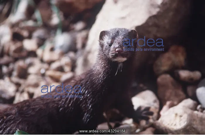 : AMERICAN MINK : AMERICAN MINK