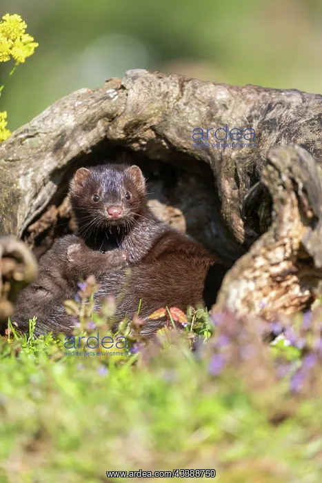 : AMERICAN MINK : AMERICAN MINK