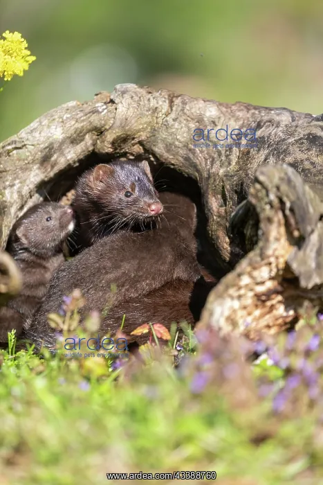 : AMERICAN MINK : AMERICAN MINK