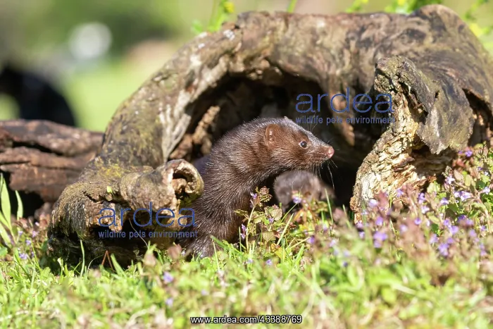 : AMERICAN MINK : AMERICAN MINK
