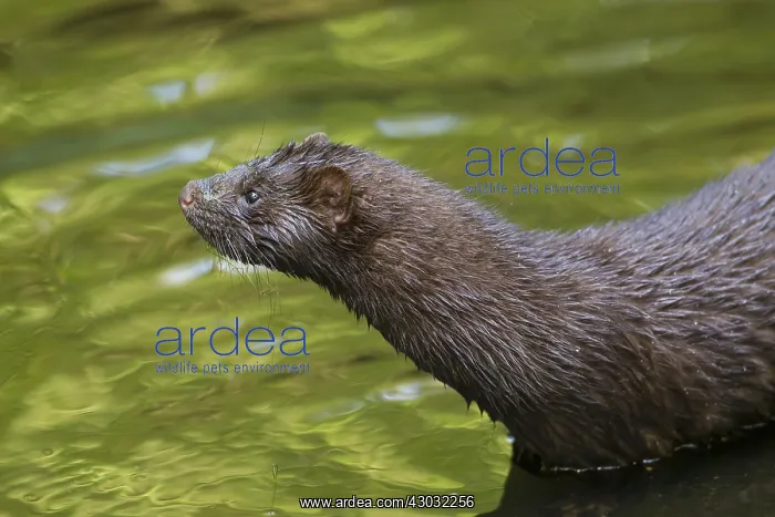  : American Mink - adult - Germany