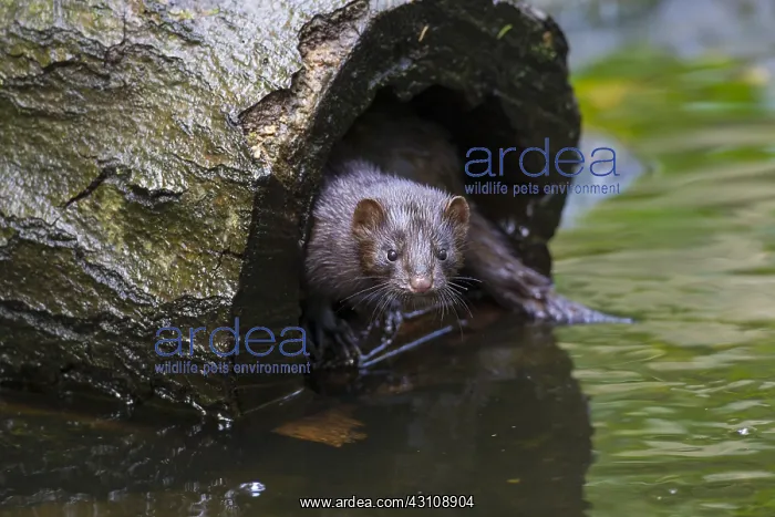  : American Mink - adult - Germany