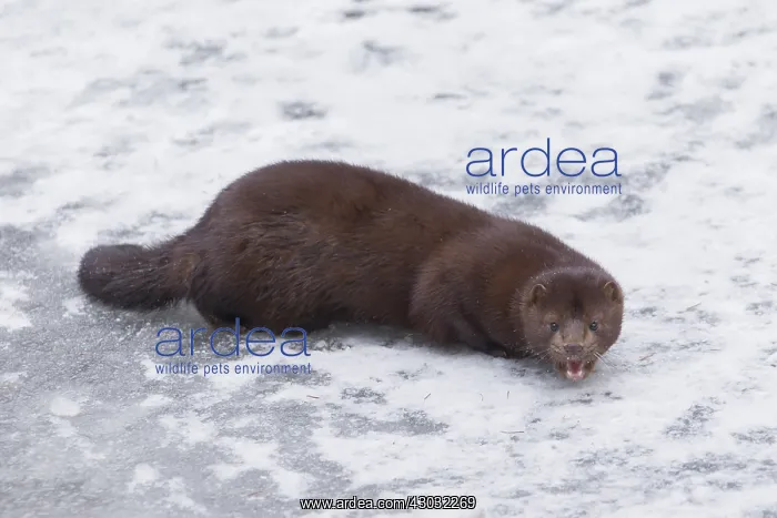  : American Mink - adult on ice - Germany