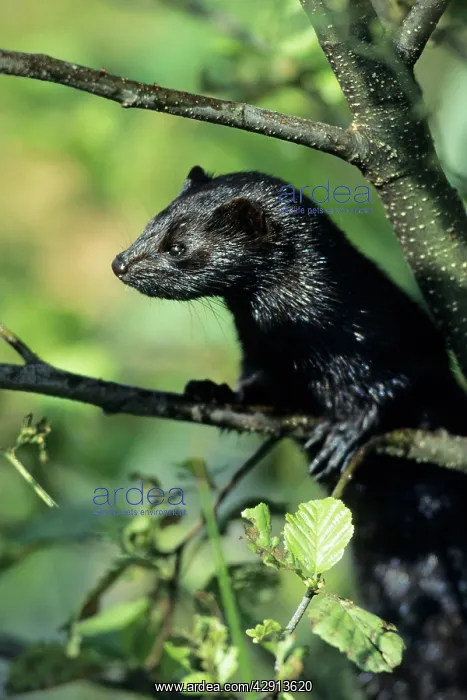 : American Mink - climbing around in tree : American Mink - climbing around in tree