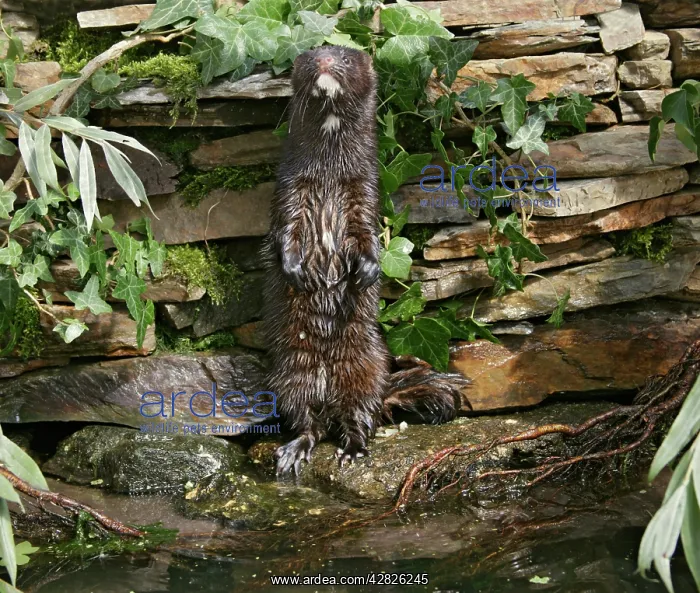 : American Mink - on hind legs : American Mink - on hind legs