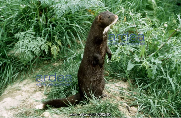 : AMERICAN MINK - on hind legs : AMERICAN MINK - on hind legs