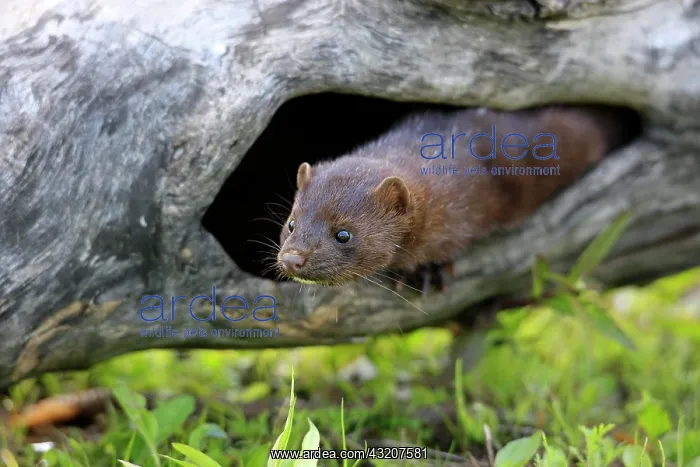 : American Mink (Mustela vison), adult, at den in : American Mink (Mustela vison), adult, at den in
