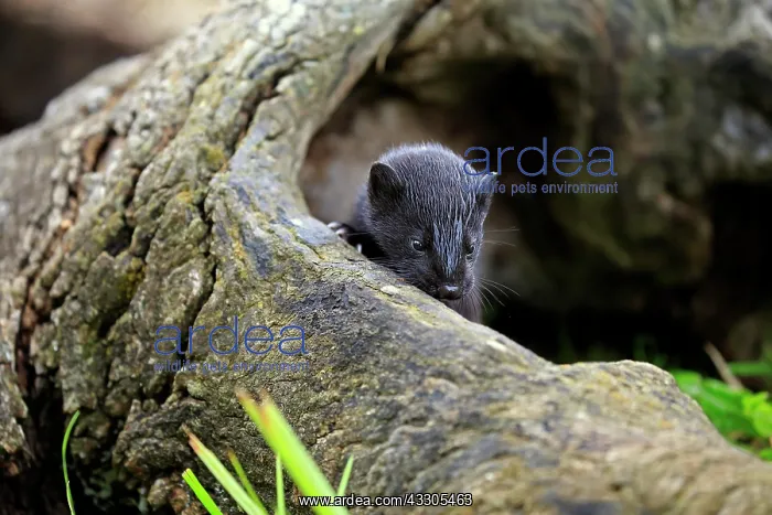 : American Mink (Mustela vison), young animal in hollow : American Mink (Mustela vison), young animal in hollow